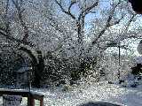 Click to see DSCN2626.JPG