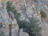 Click to see Ibex1.JPG