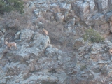 Click to see Ibex2.JPG