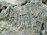 Click to see DSCN4459.JPG