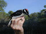 Click to see DSCN7998.JPG