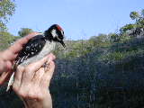 Click to see DSCN7999.JPG