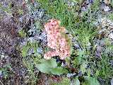 Click to see DSCN8004.JPG