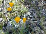 Click to see DSCN8005.JPG