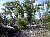 Click to see DSCN8010.JPG