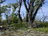 Click to see DSCN8011.JPG