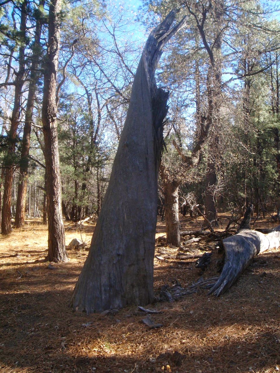 P1130016.jpg
