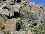 Click to see Dscn2786.jpg
