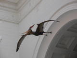 Click to see IMG_1700.JPG