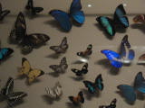 Click to see IMG_1702.JPG