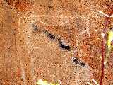Click to see Dscn0289.jpg