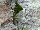 Click to see DSCN8687.JPG