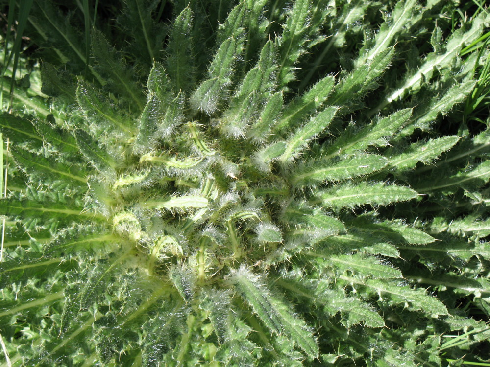 biglostriverranchIMG_0001.JPG