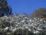 Click to see DSCN7676.JPG