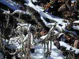 Click to see DSCN7677.JPG