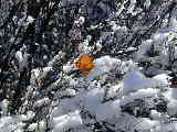 Click to see DSCN7678.JPG